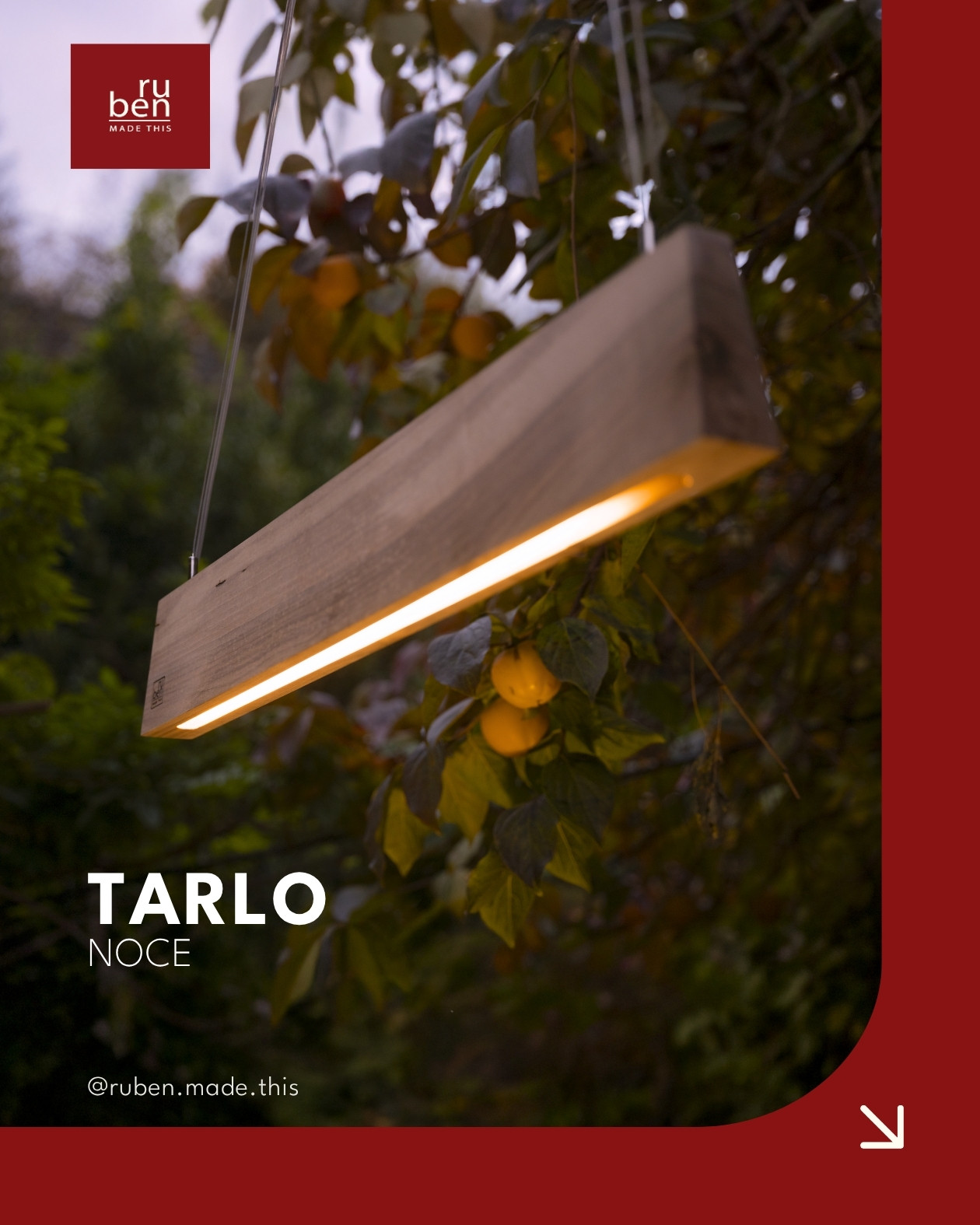 tarlo